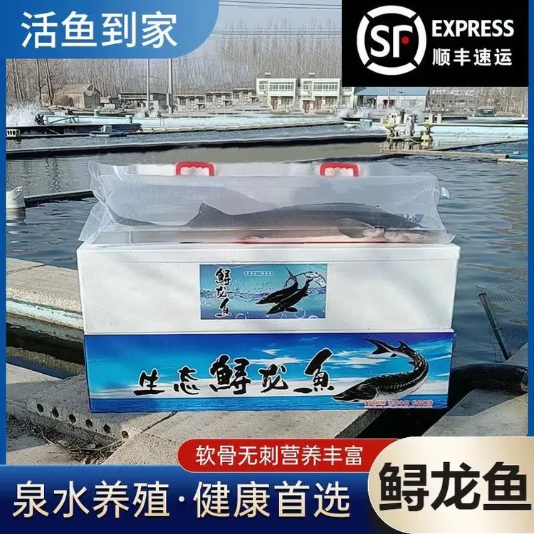 鲜活鲟龙鱼鲟鱼食用冷水淡水鱼可观赏活鱼活鲜生鲜水产