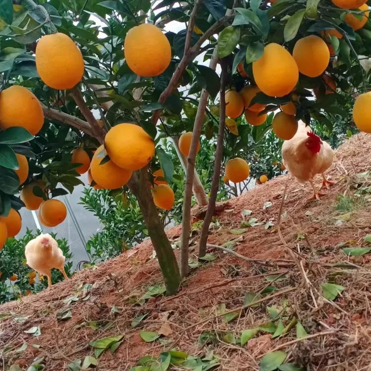 赣南脐橙寻乌精品一级果正宗新鲜水果现摘脐橙应当季水果