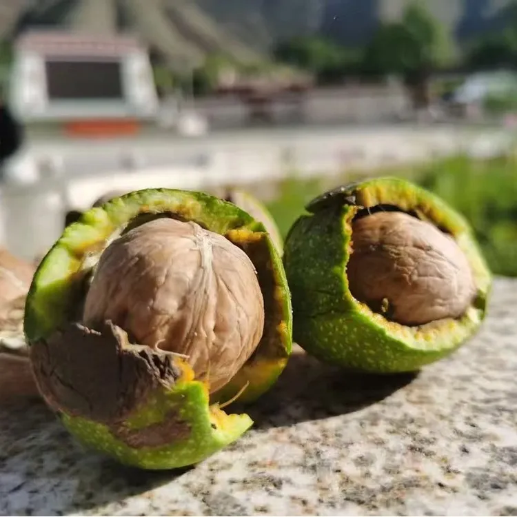 林芝朗县新鲜青皮薄壳湿核桃手工挑选带皮脆嫩美味醇香