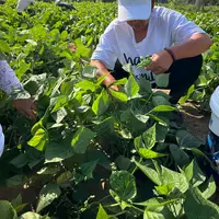 【绿菜地】新鲜采摘现发鲜豆角新鲜蔬菜应季蔬菜豆角