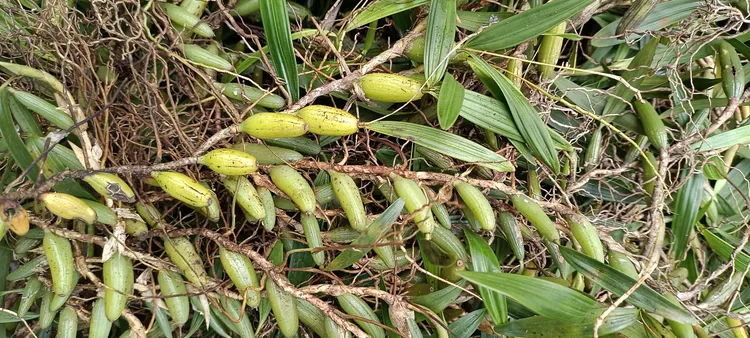 贵州下山货石仙桃