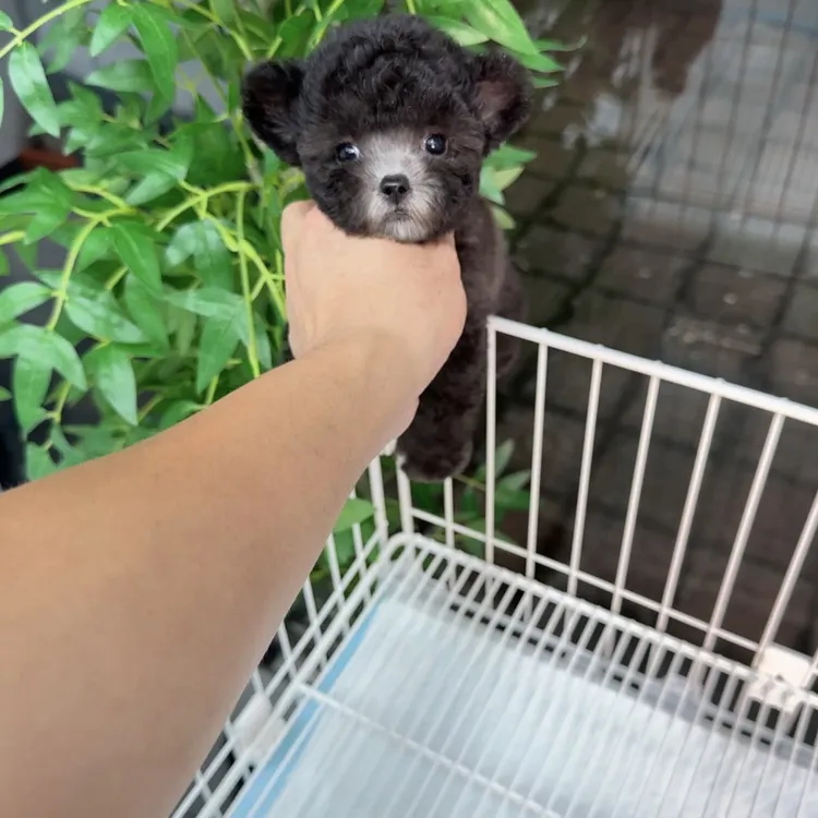灰泰迪幼犬小体型飞耳3月龄宠物狗狗