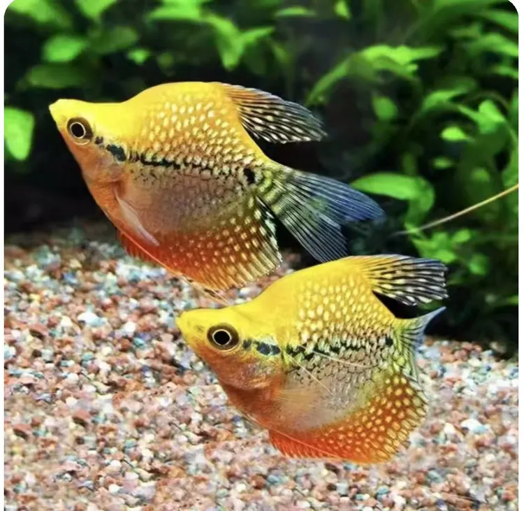 黄金马甲球蓝曼龙球珍珠马甲球热带观赏鱼小型鱼淡水好养