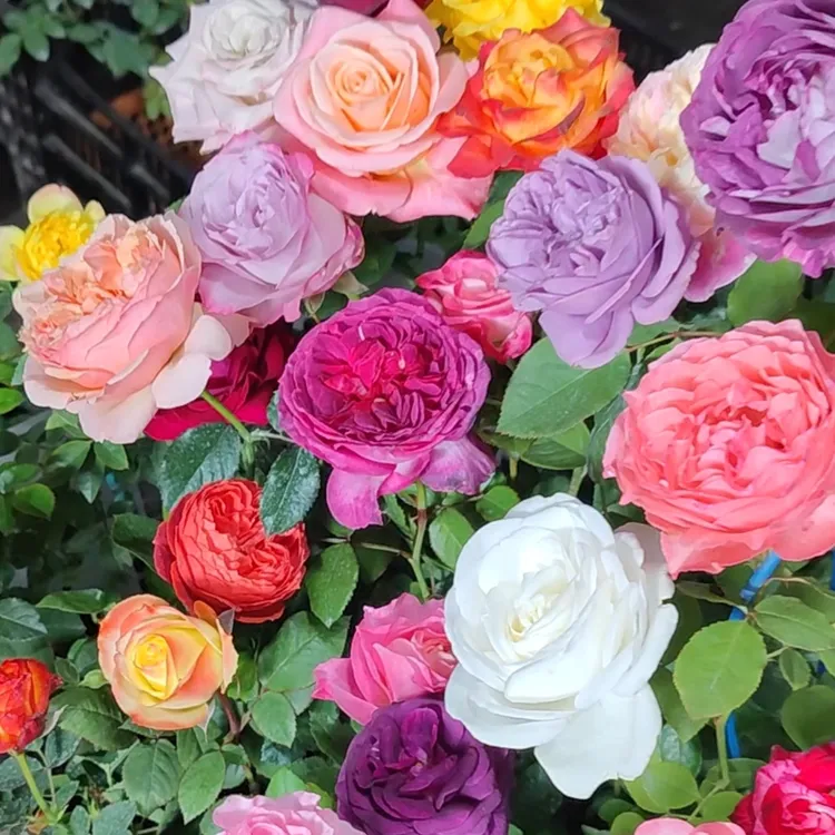 原盆原土扦插月季小苗月季花树苗多季藤本灌木庭院阳台盆栽地栽