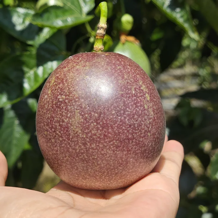 云南腾冲现摘紫香百香果紫色紫皮百香果新鲜当季香甜多汁清香爽口