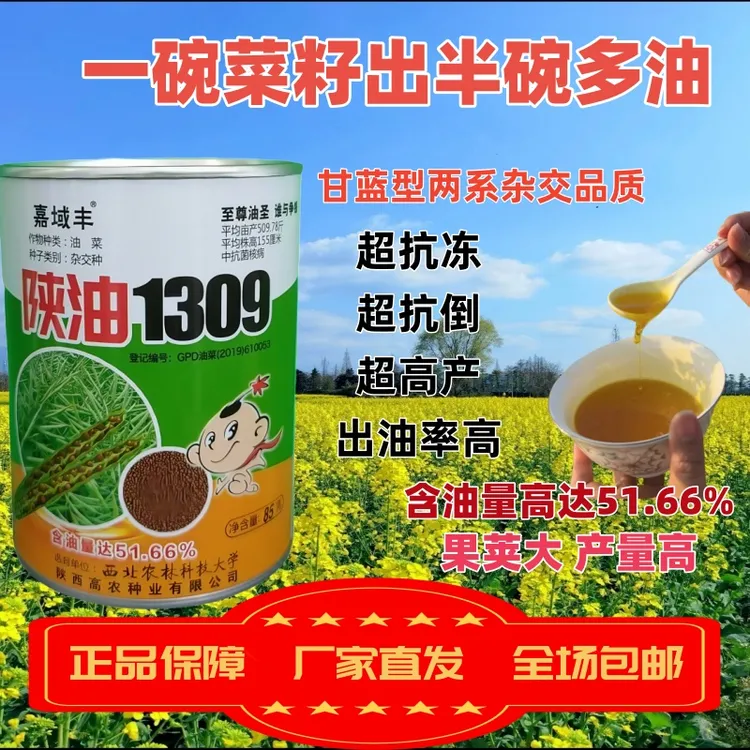 陕油1309油菜种子杂交型半冬油菜籽抗病抗裂高产出油高