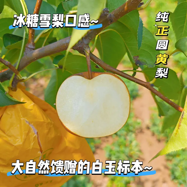 【顺丰】圆黄梨冰糖口感果园现摘现发新鲜采摘脆甜爽口多汁冰糖口感