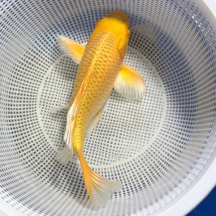 冷水淡水锦鲤观赏鱼好养耐活适合家庭养殖