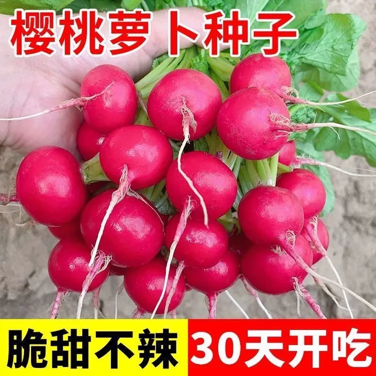 春季早熟易种樱桃萝卜种子迷你萝卜四季阳台种植蔬菜种子樱桃萝卜