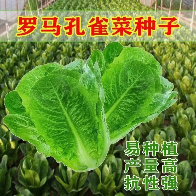 孔雀菜种子罗马直立生菜包心生菜种子籽四季种植高钙营养蔬菜种子