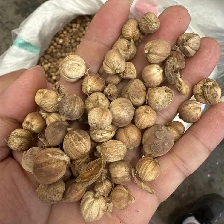 正宗白蔻新鲜足干白蔻仁白豆寇白蔻无硫火锅炒菜卤肉香料可打粉