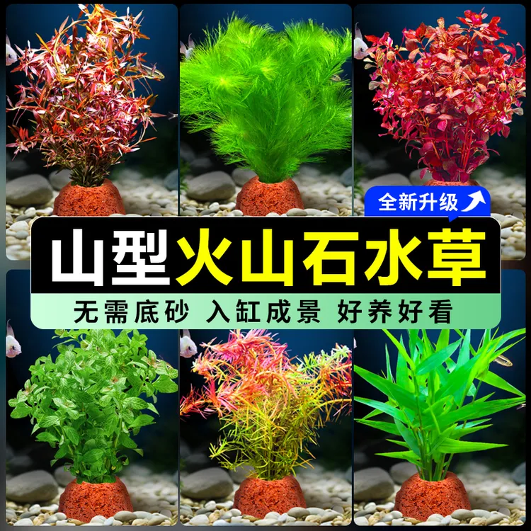 火山石水草净水鱼缸造景水培阴性蜈蚣草绿菊真草摆件水族箱套餐