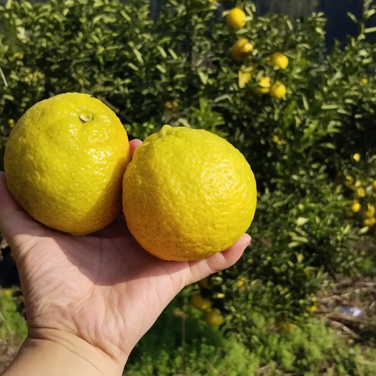 榕江村超圣地黄金柚/黄金贡柚/也叫象山青/可以手剥的柚子