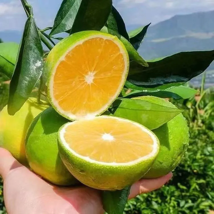 云南青皮冰糖橙新鲜应季水果现摘现发皮薄多汁清甜