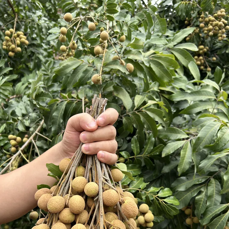 顺风包邮现摘新鲜书楼储良龙眼清甜脆口