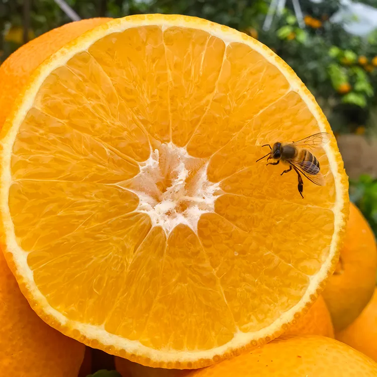 套袋爱媛果冻橙果园直发带箱5斤｜正宗四川爱媛38号手剥橙现摘现发