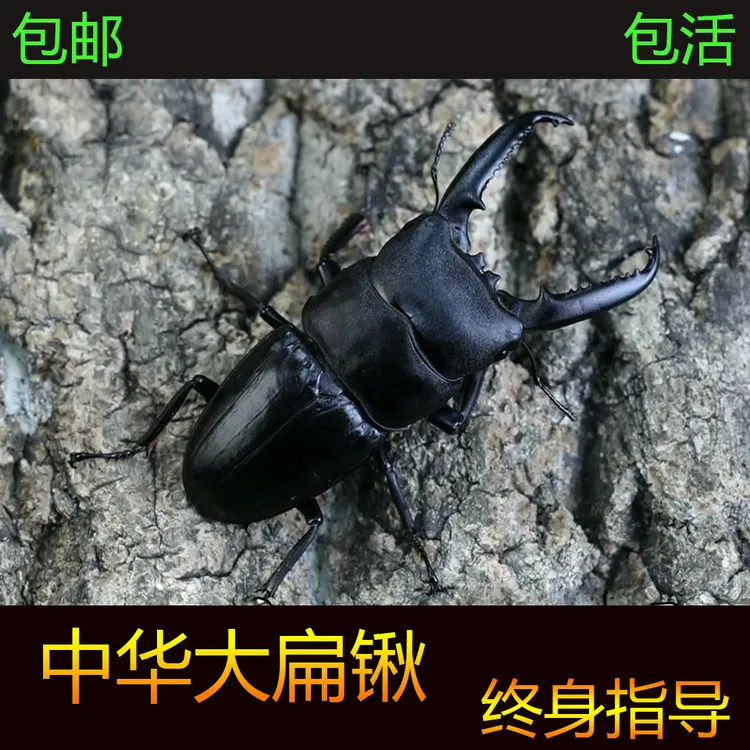 中华大扁锹 锹形虫宠物甲虫成虫好养科普昆虫活体 新虫温顺可爱