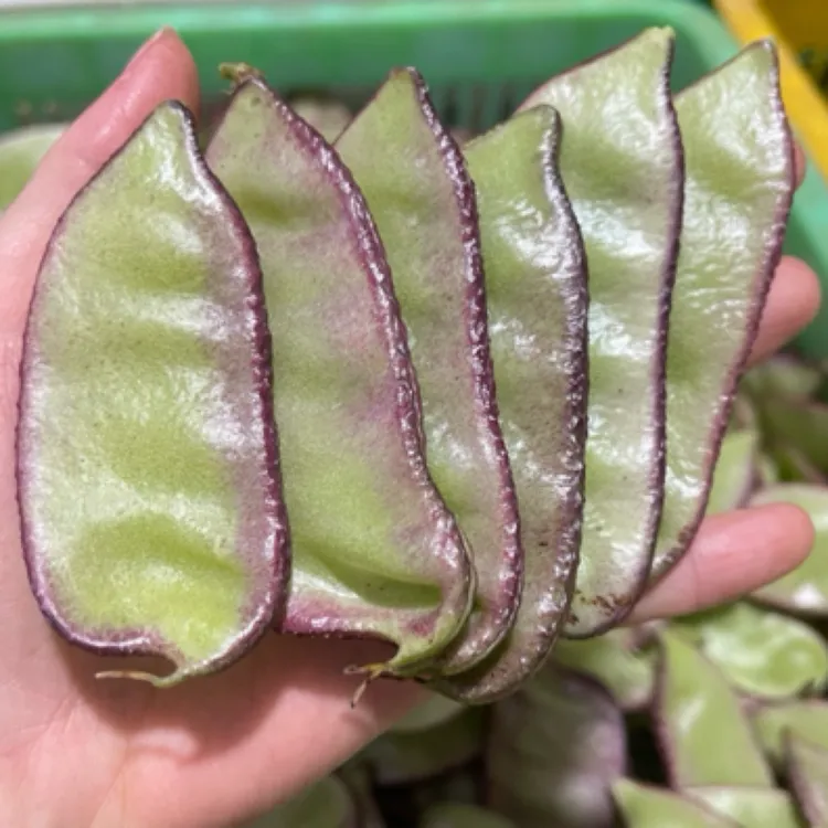 广西新鲜扁豆眉豆时令蔬菜红扁豆现摘现发峨眉豆紫边红刀豆