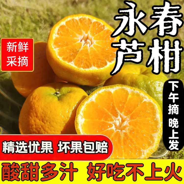 正宗永春湖洋芦柑 当季新鲜现摘多汁皮薄酸甜适度