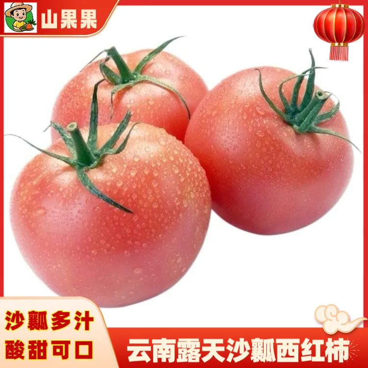 云南露天沙瓤西红柿粉果西红柿新鲜生吃老品种番茄水果自然熟番茄