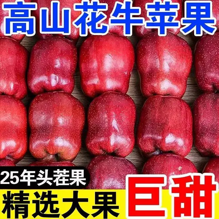 2025头茬甘肃天水花牛苹果新鲜刮泥辅食脆粉面两吃水果整箱蛇果QY