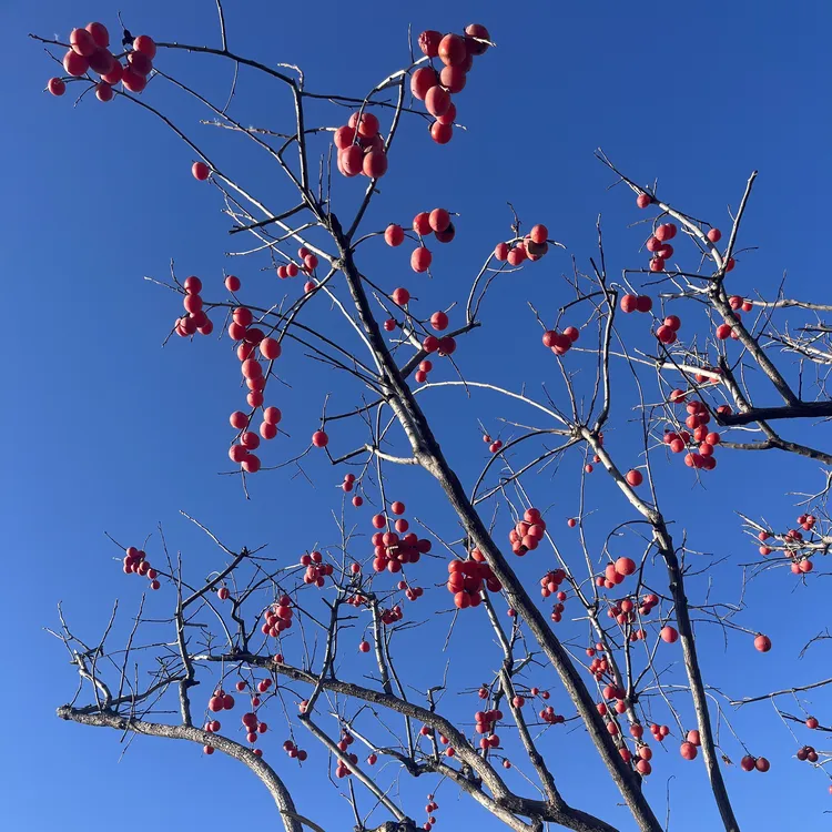 盆栽柿子树火晶柿子脆甜柿子南方树苗盆栽北方