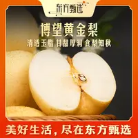 东方甄选自营博望黄金梨甜梨口感清脆5斤/9斤装甘甜多汁坏果包赔