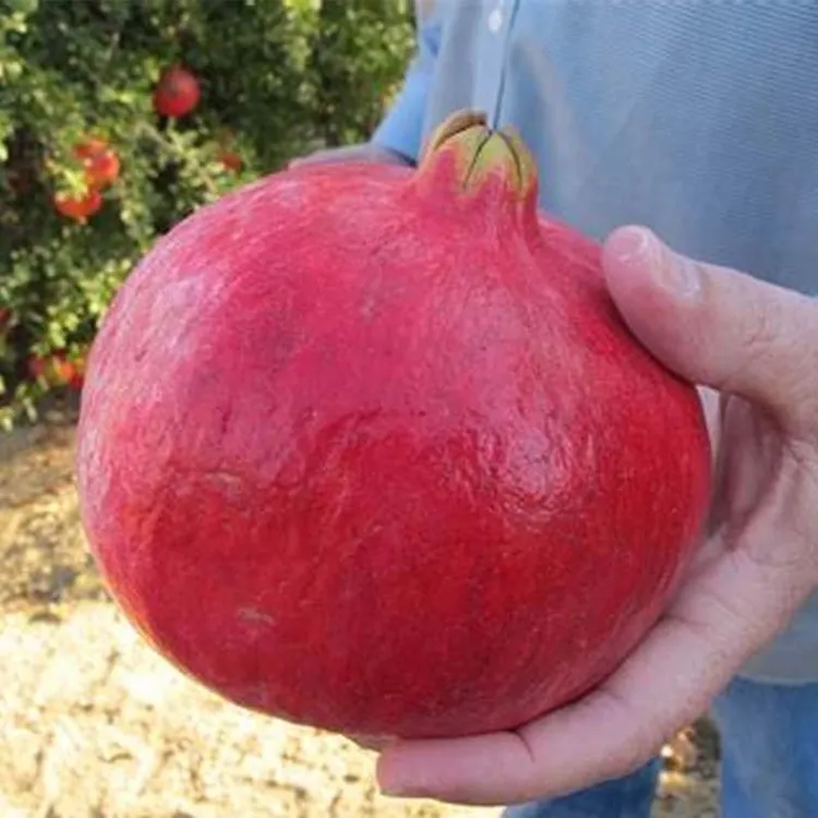 正宗石榴树苗突尼斯软籽庭院果树盆栽南北方种植大果软籽石榴树苗