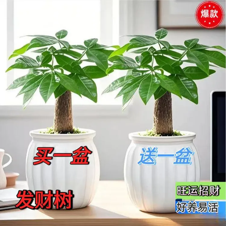 发财树小盆栽花卉绿植物办公室内吸甲醛绿萝文竹水培发财树好养