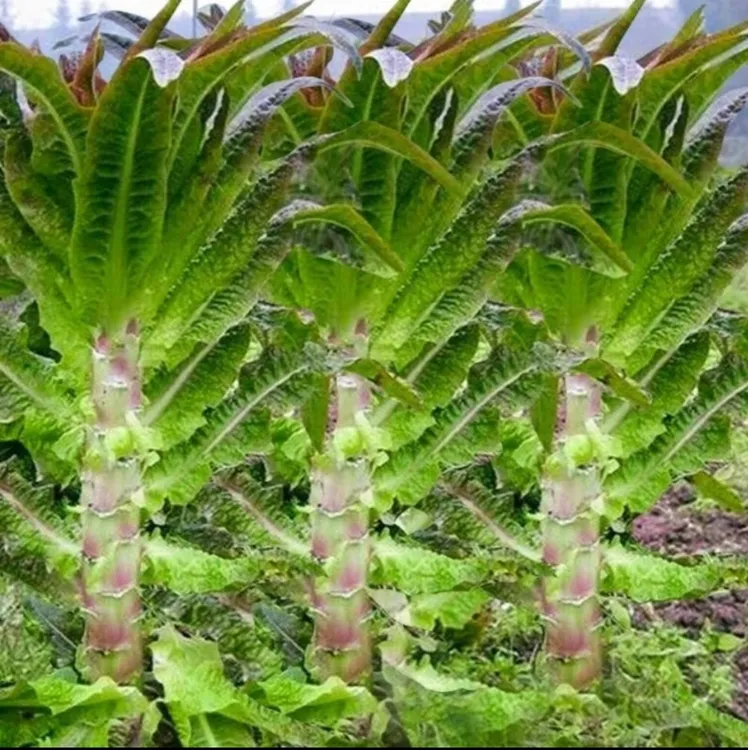 【挂丝红皮莴笋种子】易种庭院耐热耐寒香莴苣籽四季农家田园蔬菜