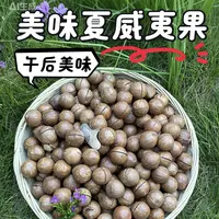 （石榴哥专属-原味26mm+）云南新鲜夏威夷果健康零食坚果中秋送礼