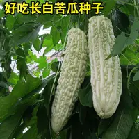 【全店满5元包邮】四季全白苦瓜种子高产大型白玉苦瓜抗病红皮