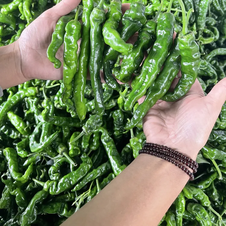 农家土辣椒新鲜现摘特辣薄皮饱满小皱皮青椒蔬菜香辣