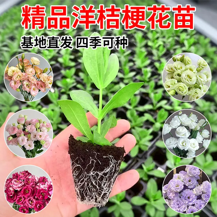 【包邮价】洋桔梗大苗 50穴盘苗 重瓣高杆大花 花色齐全 四季开花