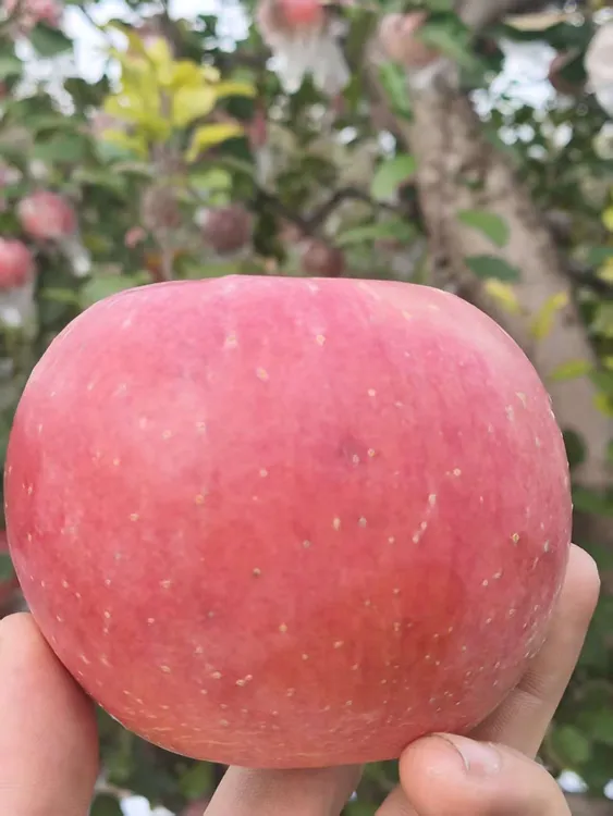 山西临猗冰糖心红富士丑苹果新鲜脆甜多汁产地直发应季水果女演员