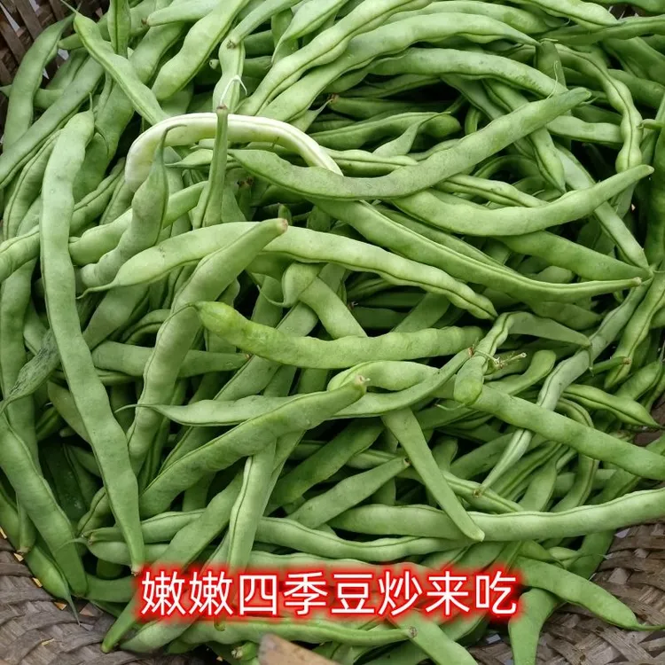 贵州正宗【老品种新鲜四季豆】菜豆芸豆扁豆当季新鲜蔬菜特价批发