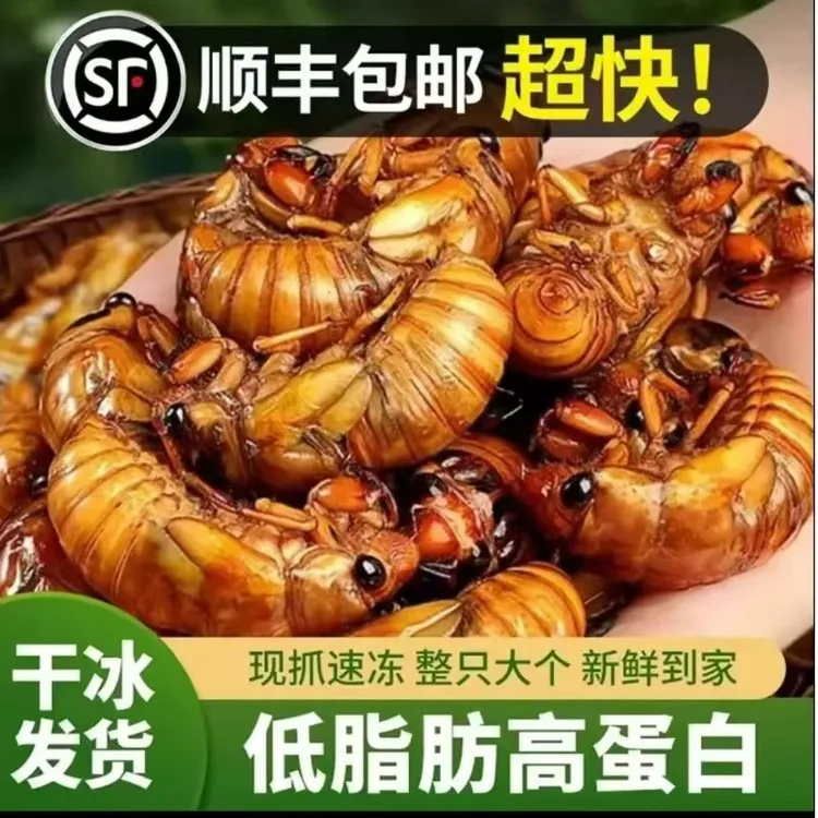 保证大禅顺丰包邮新鲜现抓知了猴金蝉爬叉可用于烧烤急冻锁鲜