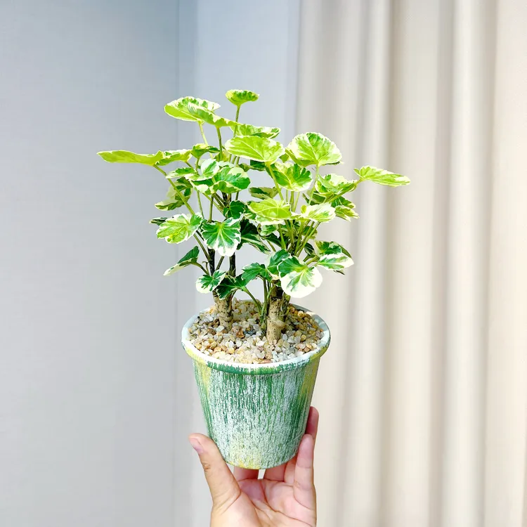 花叶福禄桐丛林盆栽盆景室内客厅办公室桌面观叶趣味花卉绿植好养