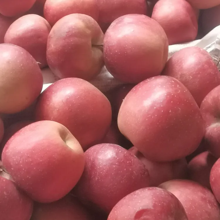 正宗云南昭通冰糖心丑苹果新鲜现摘脆甜多汁水果10斤糖心苹果