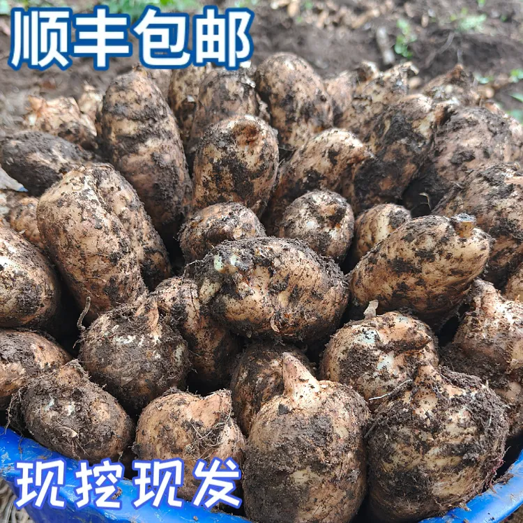 贵州高山黑土种植新鲜天麻可炖肉煲汤正宗天麻