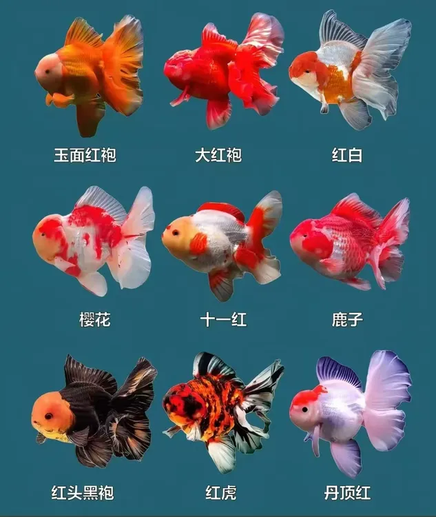 精品泰狮玛丽精品包邮