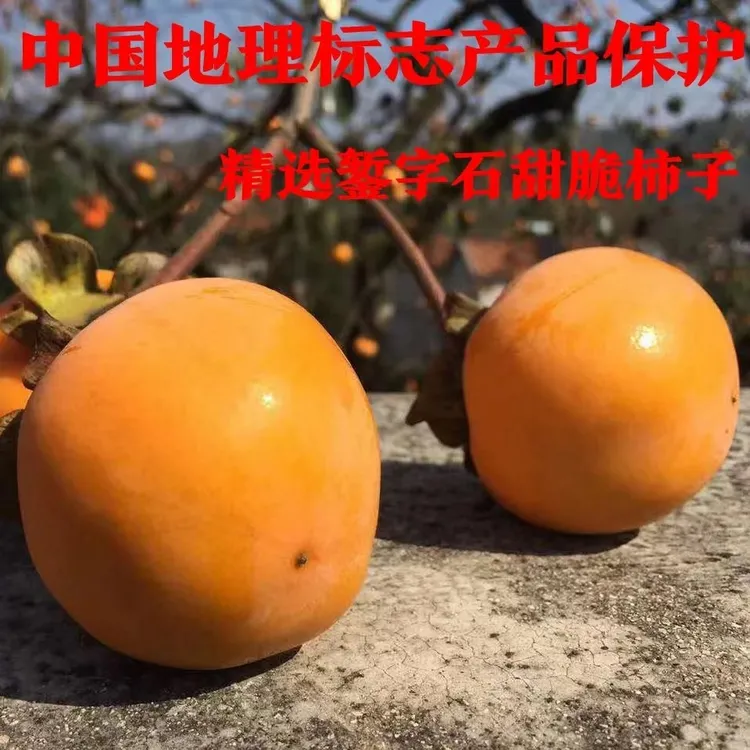 罗田脆甜柿子2025年应季新鲜水果三里贩錾子石农家硬柿子摘下就吃