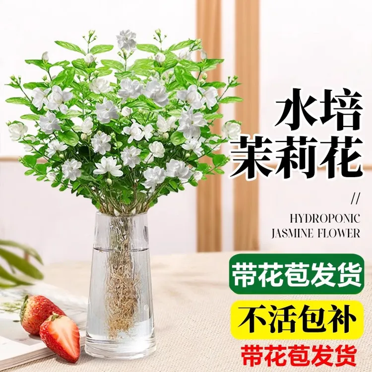 带花苞茉莉花水培植物盆栽办公室内桌面好养懒人鲜花绿植水培绿植
