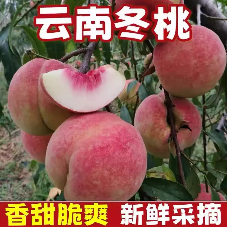 云南景东冬雪蜜桃离核脆甜新鲜果园现摘应季高山种植红心脆桃
