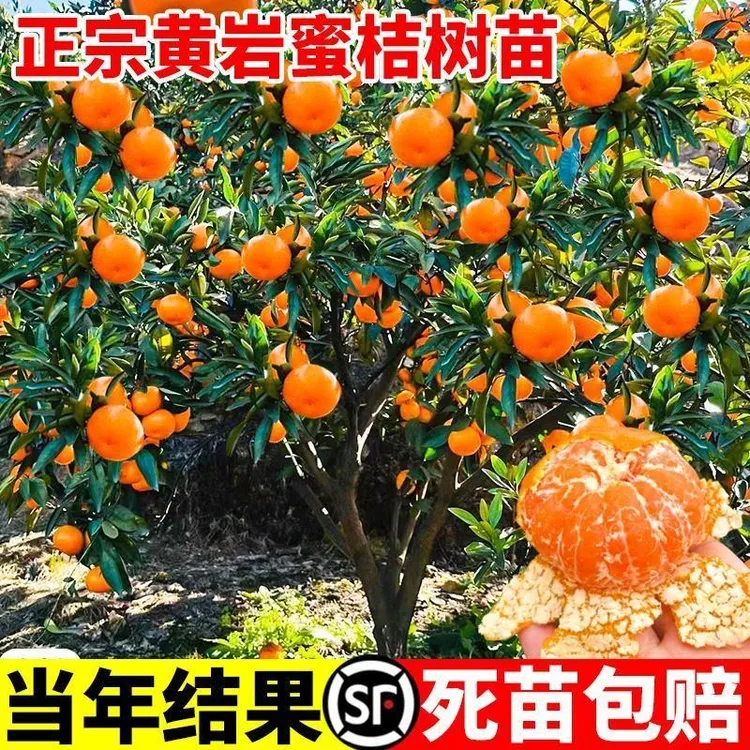 正宗黄岩无核蜜桔苗盆栽嫁接桔子树果苗甜橘子树大树南方北方种植