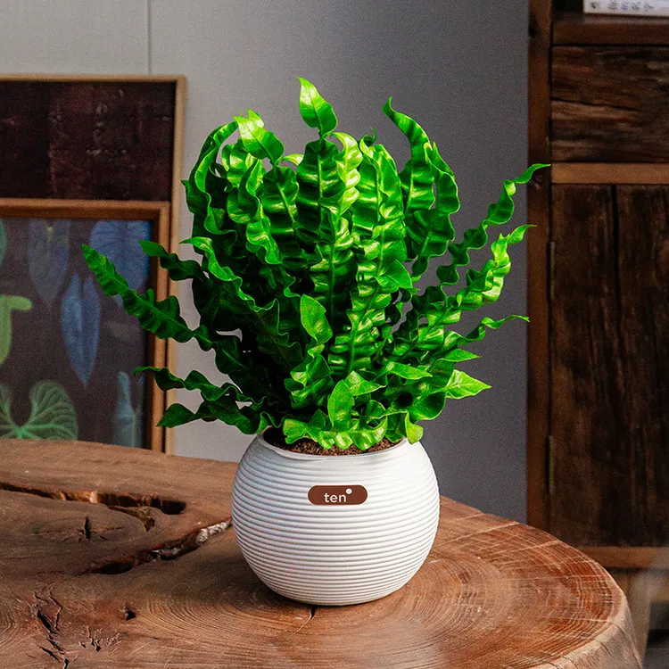 火焰鸟巢蕨盆栽蕨类植物室内网红北欧风四季办公室工位懒人绿植