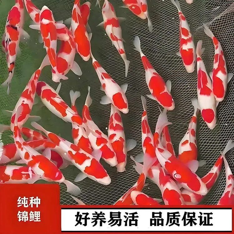 日本引进大正三色红白锦鲤金鱼观赏鱼冷水淡水热带活体好养小鱼苗