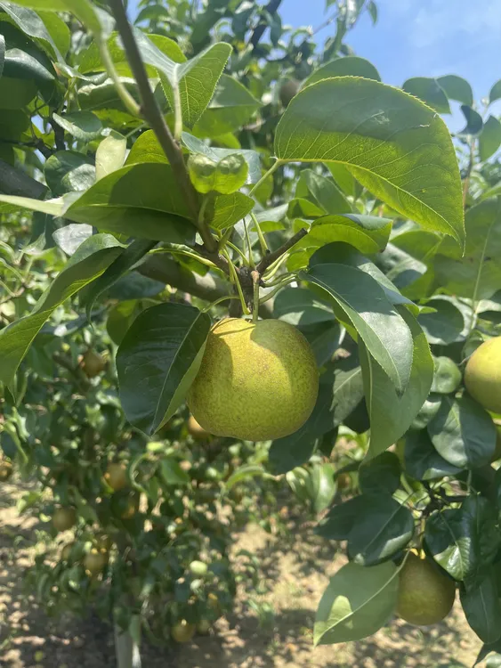 翠冠梨新鲜水果脆甜多汁包邮