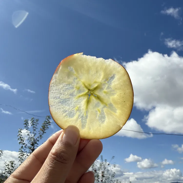 丽江泸沽湖特产宁蒗2700米海拔糖心苹果丑苹果现摘现发脆甜多汁