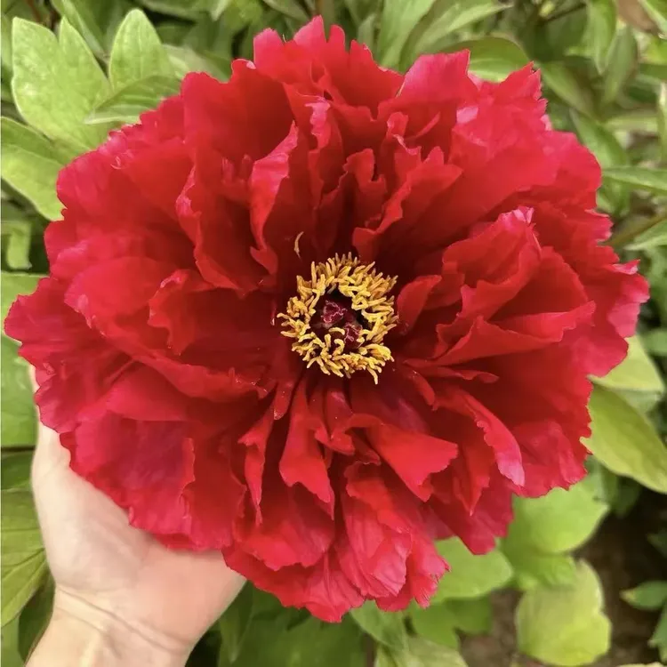 洛阳牡丹【中国红】重瓣花苗花卉适合室内外庭院种植洛阳直发